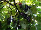 DSCN0691