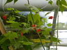 DSCN0696