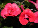 DSCN0703