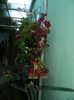 DSCN0705
