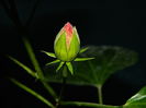 DSCN0706