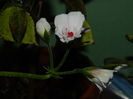 DSCN0707