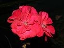 DSCN0710