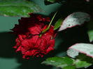 DSCN0712
