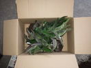 Asezarea plantelor in cutie.