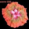 Jeanette%20Elliff