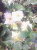 IMG_20140819_162608