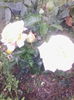 IMG_20140829_134434