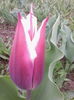 IMG_20150418_171704