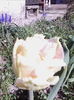 IMG_20150423_164801