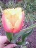IMG_20150425_200923