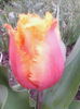 IMG_20150425_201008