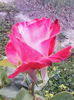 IMG_20150530_200704