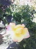 IMG_20150602_133051