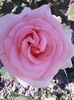 IMG_20150604_100740