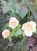 IMG_20150722_060616