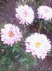IMG_20150827_190908
