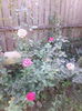 IMG_20150827_190934