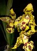 Odontocidium Hansueli Isler 2015.10.12 1