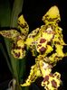 Odontocidium Hansueli Isler 2015.10.12 1