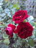 DSC07375