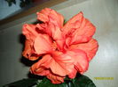 SAM_1679