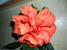SAM_1680