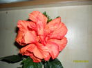 SAM_1681