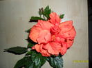 SAM_1682