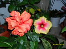 SAM_1683