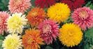 Crizantema de gradina