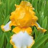 thumb_180_plant_iris_germanica___glacier_gold___1_46