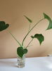 filodendron