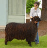 Black Wensleydale frumoasa