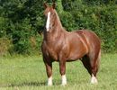 Cal breton deosebit-8x3