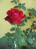 Picture 4282