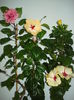 DSC03921