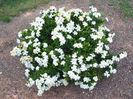 gardenia kleimshardy45
