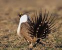 greater-sage-grouse-viii