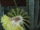 PARODIA CLAVICEPS