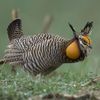 prairie-chicken-ig