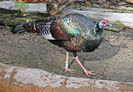 Ocellated_Turkey_RWD
