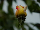 DSCN0893