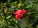 DSCN0900