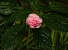 DSCN0904