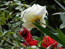DSCN0904d