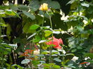 DSCN0905