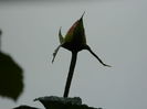 DSCN0909
