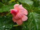 DSCN0911