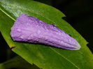 DSCN0913